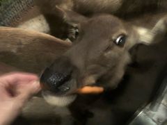 -清迈夜间动物园