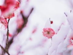 -北京鹫峰国家森林公园