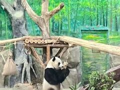 -灵玲国际马戏城