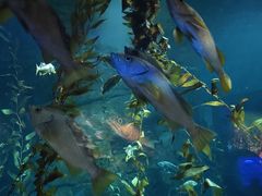-瑞普利水族馆