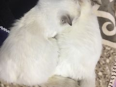 -Bastet sally猫舍购宠(静安店)