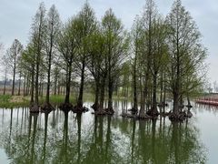 -贡湖湾湿地公园