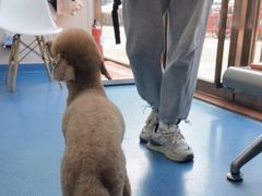 -创凡宠物医院·骨专科  猫科中心(西乡分院)
