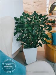 -P.STYLE派斯造型