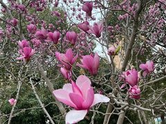 -陈家山荷花公园