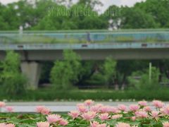 -白鹭湾湿地公园