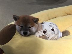 -逗柴咖啡屋·狗咖猫咖宠物桌游
