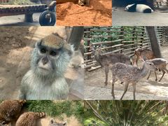 -辛玛王国游乐园