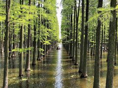 -渌洋湖湿地公园