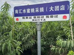 -南汇水蜜桃采摘(大团店)