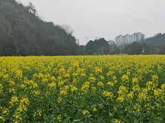 -贵阳市花溪国家城市湿地公园