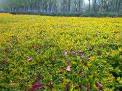 android_upload_pic-白塘生态植物园