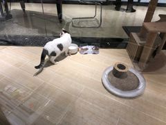 -momokira米努特·德文卷毛猫·棉花面纱犬