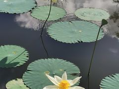 -五缘湾湿地公园