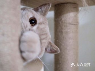 龙猫有点像白老鼠,但在猫的眼里,龙猫却是兄弟