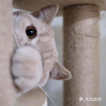 龙猫有点像白老鼠,但在猫的眼里,龙猫却是兄弟