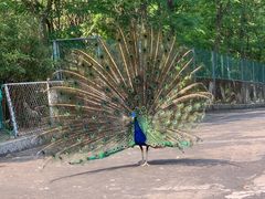 -西霞口神雕山野生动物世界
