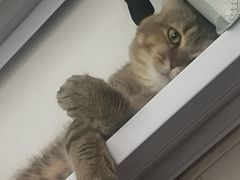 -瑞鹏宠物医院·骨科·猫科·内科(第一中心)