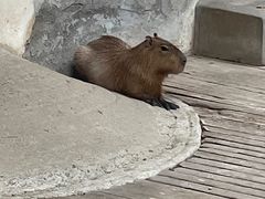 -石家庄市动物园