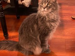 -猫小院猫主题咖啡厅(北锣店)