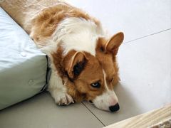 -平行世界·猫咖(首经贸店)