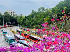 -深圳仙湖植物园