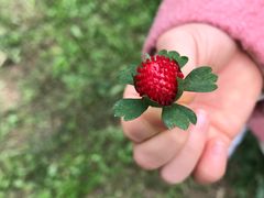 -前小桔亲子创意农场·草莓采摘·露营烧烤