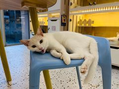 -柚子猫舍·精品猫舍购猫·猫咪认养·购宠·宠物店