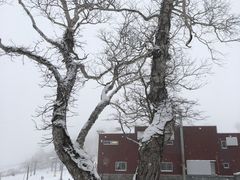 -二世古滑雪场