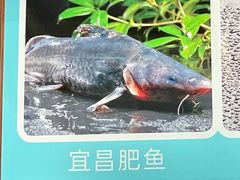 -鱼豆吉·豆浆鱼火锅(宜昌万达店)