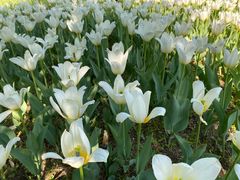 -长春公园(普阳街道)