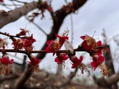 -呀路古热带植物园