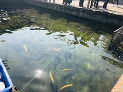 -京北渔家傲