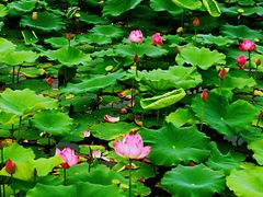 -天津东丽湖风景区