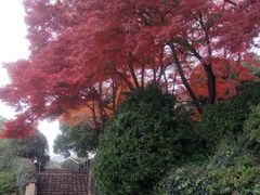 -上海市保健医疗中心(华东疗养院)