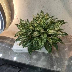 -七分屋LA·烫发·染发·剪发