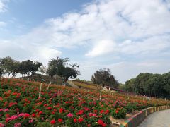 -松山湖梦幻百花洲