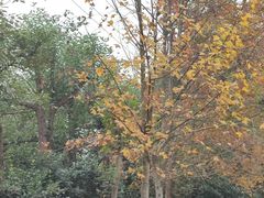 -桤木河湿地公园