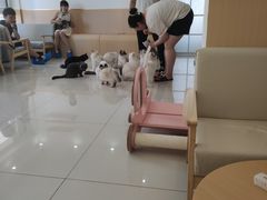 -鼓捣猫呢主题猫咖店