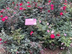 -人民公园(罗湖区)