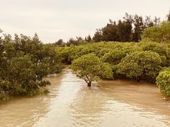 -宝安西湾红树林湿地公园