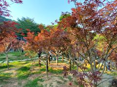 -广州市帽峰山景区