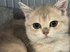 -翊宠yipet猫狗购宠庄园犬舍•猫舍