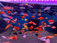 -双季花艺园艺市场(浦东店)