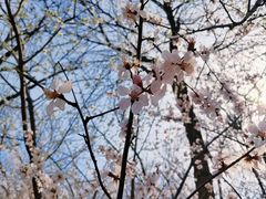 -桃花堤公园