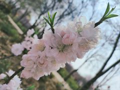 -洛阳市隋唐城遗址植物园