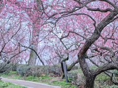 -梅花山(明孝陵内)