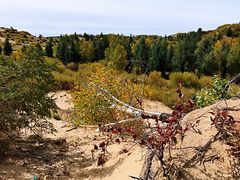 -乌兰布统景区-白桦林