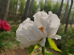 -仁和公园(顺义区)