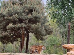 -北京野生动物园